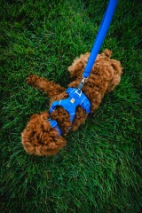 thumbnail-Ruffwear Front Range® Harness 2024