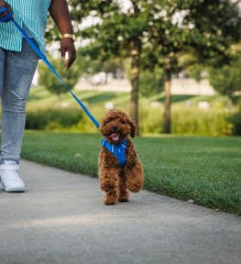 thumbnail-Ruffwear Front Range® Harness 2024