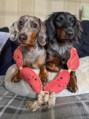 thumbnail-Green and Wild’s The Sizzle Sisters Eco Dog Toy