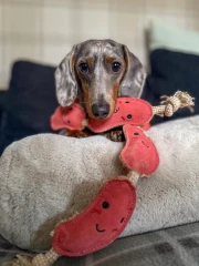 thumbnail-Green and Wild’s The Sizzle Sisters Eco Dog Toy