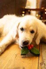 thumbnail-Petface Holly The Latex Christmas Dog Toy