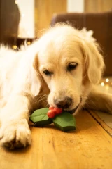 thumbnail-Petface Holly The Latex Christmas Dog Toy