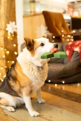 thumbnail-Petface Holly The Latex Christmas Dog Toy