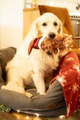 thumbnail-Petface Cassie Curly Christmas Teddy Plush Dog Toy