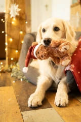 thumbnail-Petface Cassie Curly Christmas Teddy Plush Dog Toy