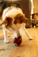 thumbnail-Petface Claus the Christmas Bauble Latex Dog Toy