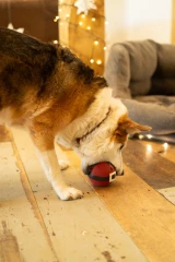 thumbnail-Petface Claus the Christmas Bauble Latex Dog Toy