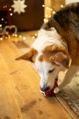 thumbnail-Petface Claus the Christmas Bauble Latex Dog Toy
