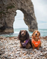 thumbnail-Doodlebone Adjustable Airmesh Harness