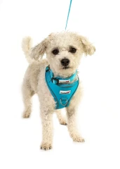 thumbnail-Doodlebone Adjustable Airmesh Harness