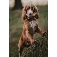 thumbnail-Hairy Rabbit Foot