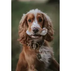 thumbnail-Hairy Rabbit Foot