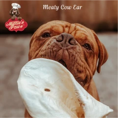 thumbnail-Meaty Cow Ear