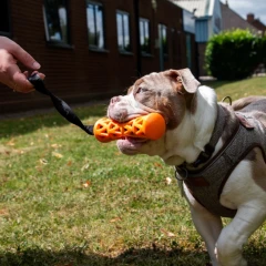 thumbnail-Ancol Extreme Floating Baton with Strap Dog Toy