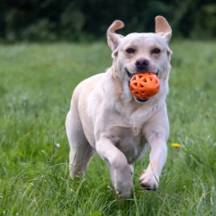 thumbnail-Ancol Extreme Floating Rugby Ball Dog Toy