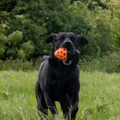 thumbnail-Ancol Extreme Floating Rugby Ball Dog Toy