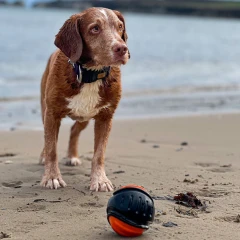 thumbnail-Ancol Extreme Tough Ball Dog Toy