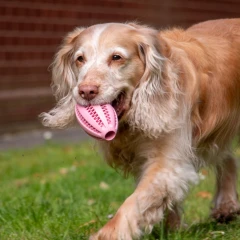 thumbnail-Ancol Örva Rugby Treat Ball Dog Enrichment Toy