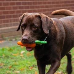 thumbnail-Ancol Örva Tuff Stuff Treaty Carrot Dog Enrichment Toy