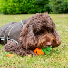 thumbnail-Ancol Örva Tuff Stuff Treaty Carrot Dog Enrichment Toy