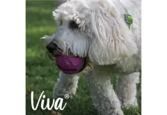 thumbnail-Ancol Viva Treat Ball Dog Toy