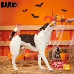 thumbnail-BARK Halloween Jack Crow Lantern Plush Dog Toy