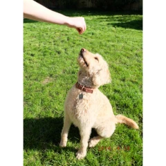 thumbnail-Barker and Barker Blueberry and Liver Training Treats