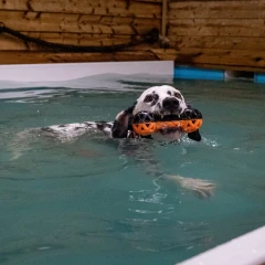 thumbnail-Ancol Extreme Floating Dumbbell Dog Toy