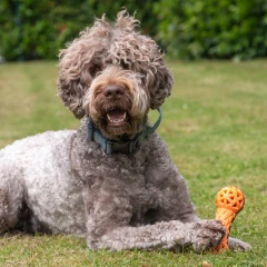 thumbnail-Ancol Extreme Floating Dumbbell Dog Toy