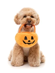 thumbnail-FuzzYard Trick or Treat Pumpkin Basket Dog Toy