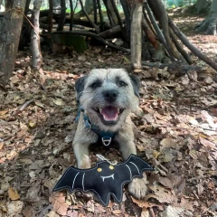 thumbnail-Green and Wild’s Count Batula Eco Dog Toy