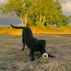 thumbnail-Green and Wild’s Eye M Watching You Eco Dog Toy