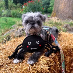 thumbnail-Green and Wild’s Fangus Eco Dog Toy