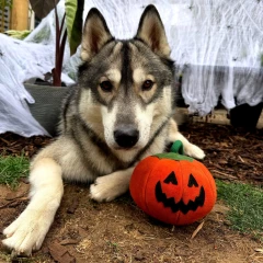 thumbnail-Green and Wild’s Patch the Pumpkin Eco Dog Toy