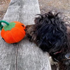 thumbnail-Green and Wild’s Patch the Pumpkin Eco Dog Toy