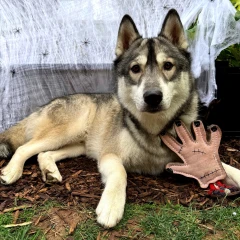 thumbnail-Green and Wild’s The Hand Eco Dog Toy