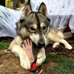 thumbnail-Green and Wild’s The Hand Eco Dog Toy