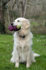 thumbnail-Greenfingers Petface Fluffy Aubri Aubergine Plush Dog Toy