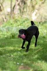 thumbnail-Greenfingers Petface Fluffy Aubri Aubergine Plush Dog Toy