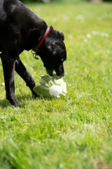thumbnail-Greenfingers Petface Fluffy Callie Cauliflower Plush Dog Toy