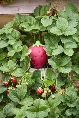 thumbnail-Greenfingers Petface Latex Sofia Strawberry Dog Toy