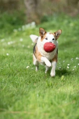 thumbnail-Greenfingers Petface Latex Sofia Strawberry Dog Toy