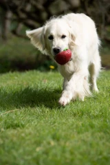 thumbnail-Greenfingers Petface Latex Sofia Strawberry Dog Toy