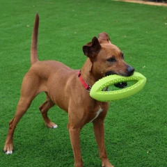 thumbnail-Happy Pet Grubber Interactive Rugby Ball