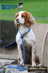 thumbnail-Sporting Saint Gundog Slip Lead 1.5m
