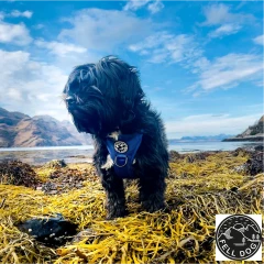 thumbnail-FELL DOG Helvellyn Blue Moon Harness