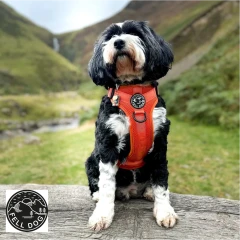thumbnail-FELL DOG Helvellyn Campfire Orange Harness