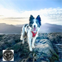 thumbnail-FELL DOG Helvellyn Red Harness
