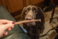 thumbnail-JR Pet Products Pure Beef Sticks 50g