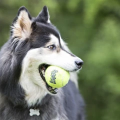 thumbnail-KONG SqueakAir Tennis Balls Medium 6pk